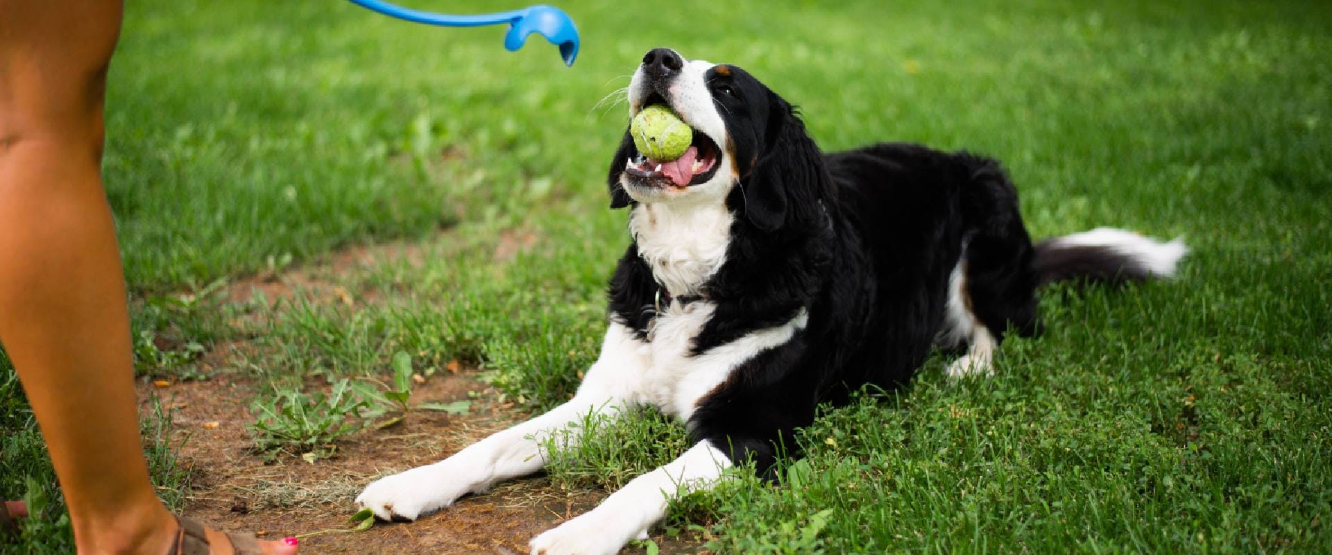 Are Dogs Easier To Train Than Cats