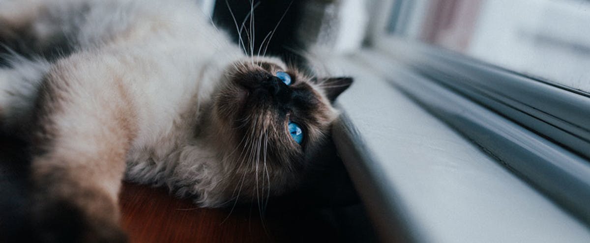 A cat looks out a window.