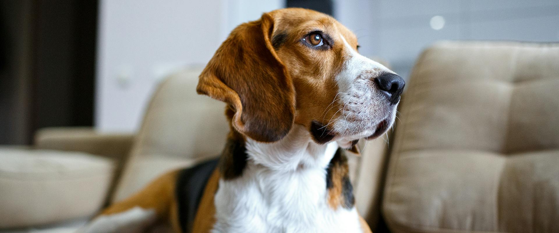 Floppy Ear Dog Breeds