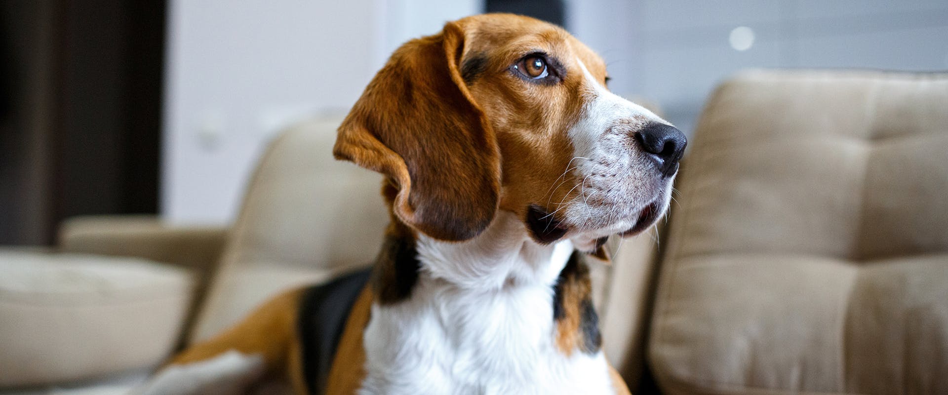 A Beagle dog with floppy ears looking off to the side