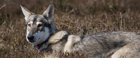 A dog standing in some heathland.