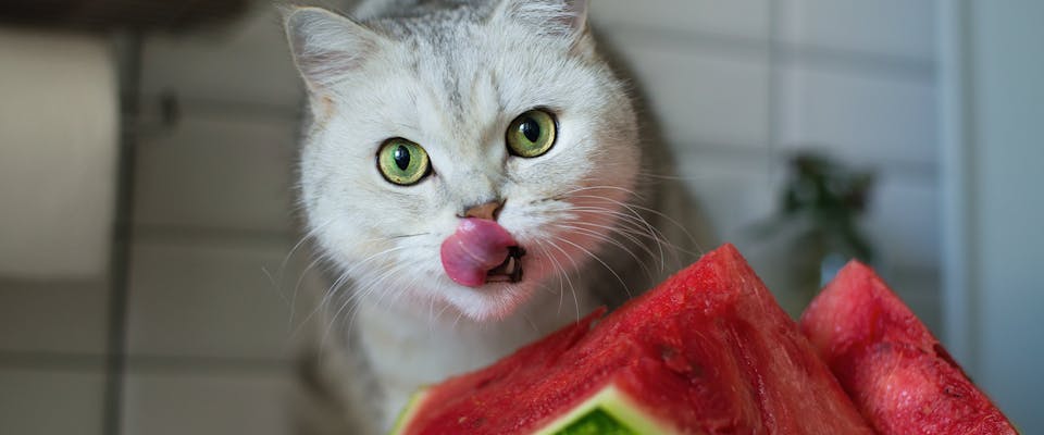 Can Cats Eat Melon? 
