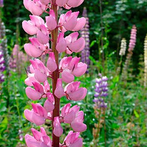 are lupines safe around dogs