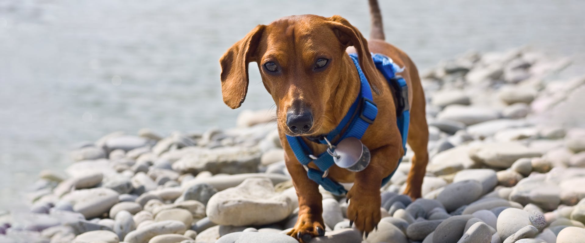 A Dachshund dog walking by the ocean, wearing a yellow and black small dog harness