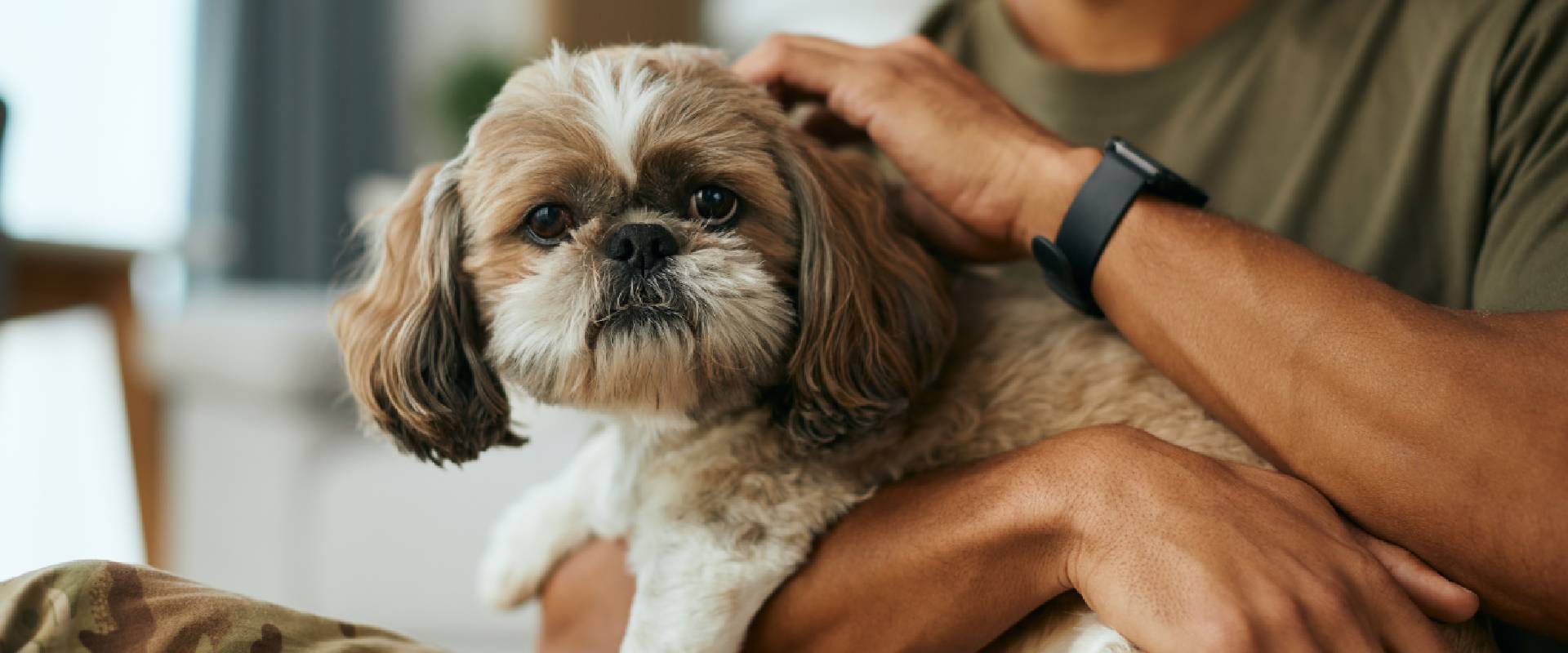 11 Shih Tzu Hairstyles Find The Best One for Your Dog