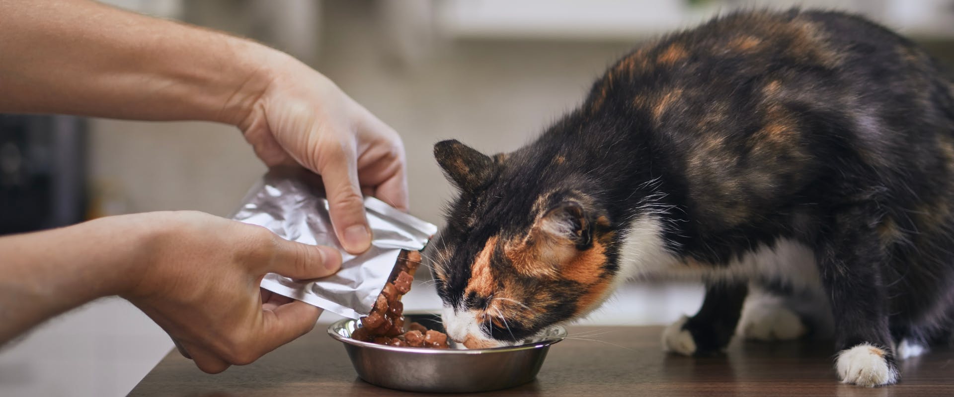 a calico cat eating wet cat food out of a metal bowl whilst a human pours more cat food into the bowl