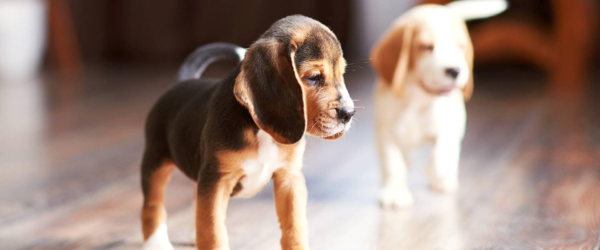Beagle puppies at home