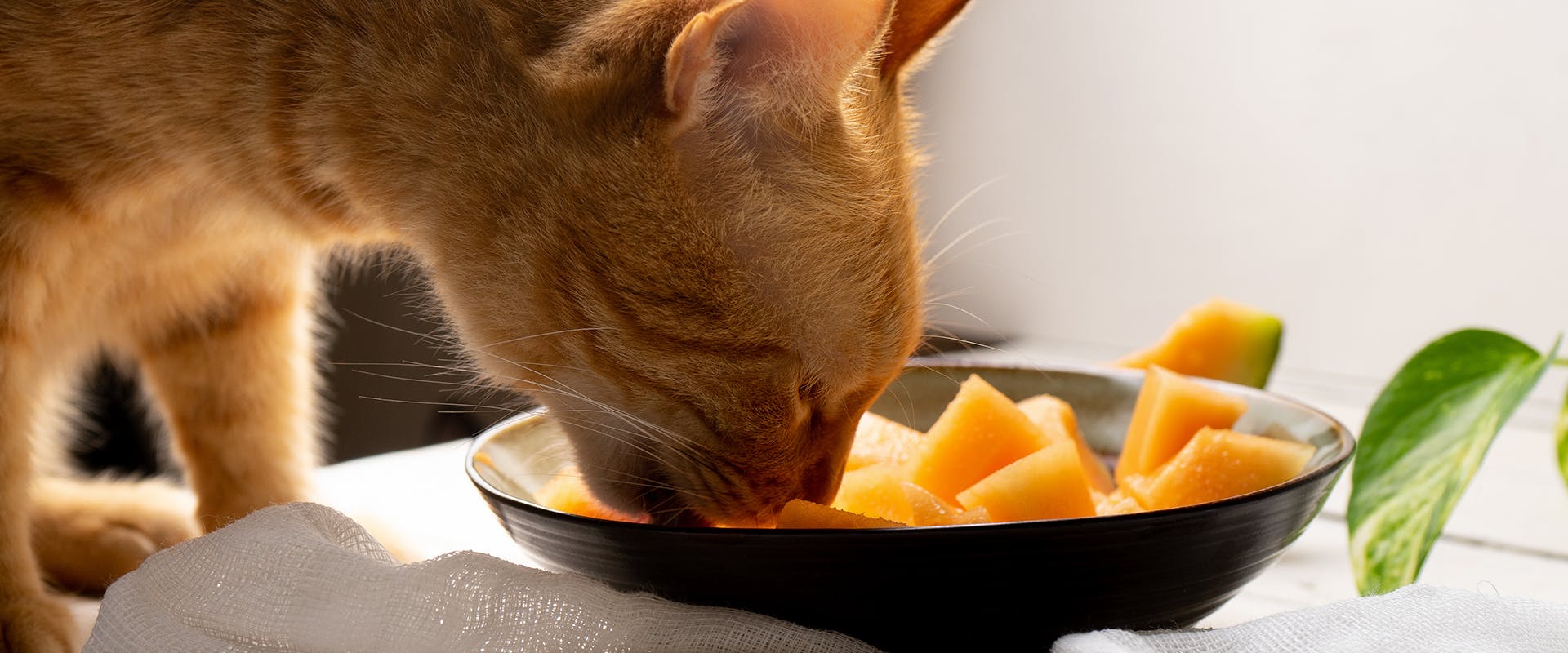 A ginger cat eating a bowl of cantaloupe melon