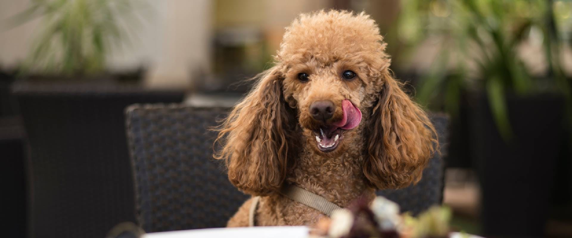 Poodle sitting at a table