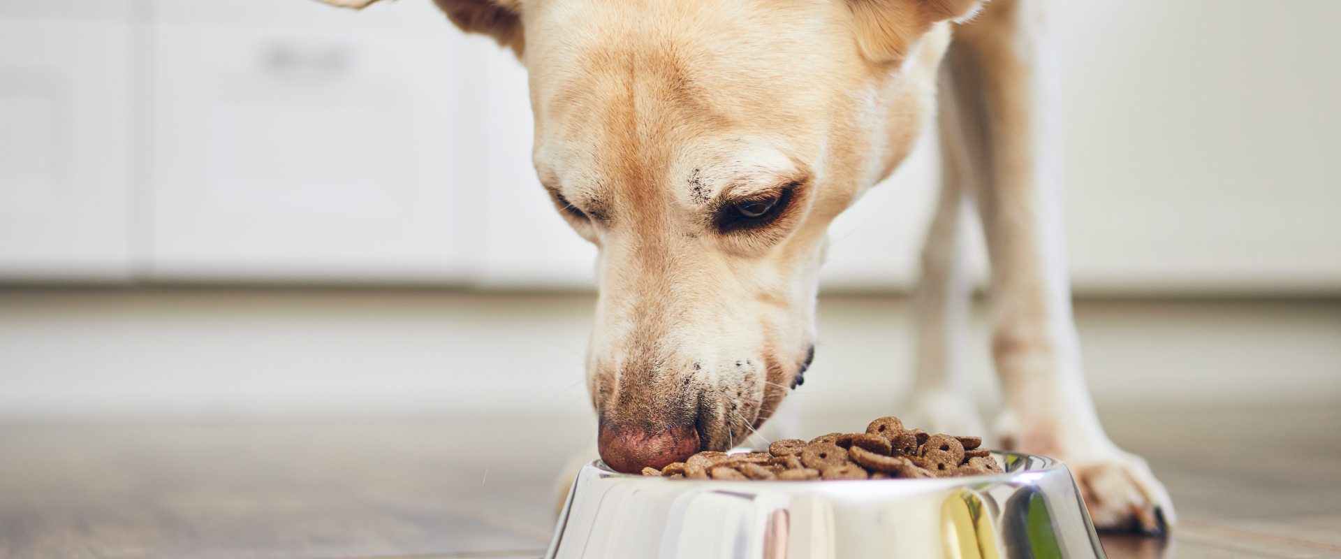 Why your dog won't eat: how to get a dog to eat | TrustedHousesitters.com - The Consequences Of Anxiety On A Dog'S Eating Habits
