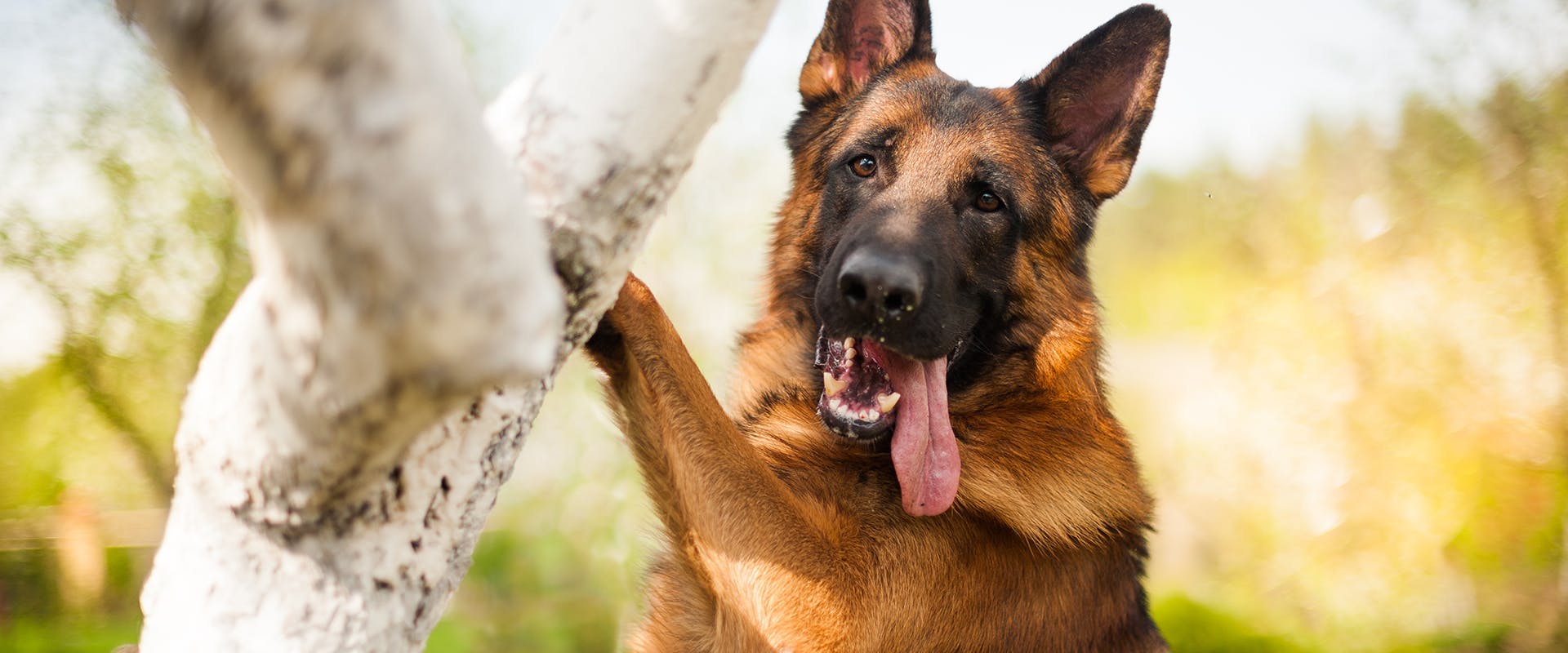 A German Shepherd standing up on a tree trunk, panting with his tongue hanging out of his mouth 