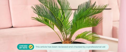 Potted sago palm plant