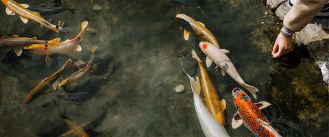 Koi carp being fed