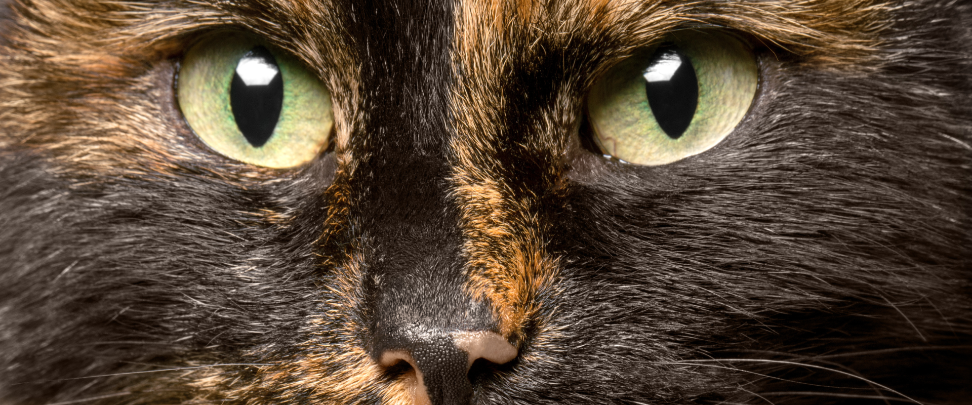 Close up of a tortoiseshell cat's face