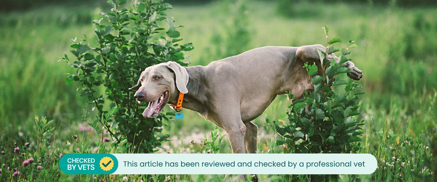 a wieneramer puppy urinating frequently