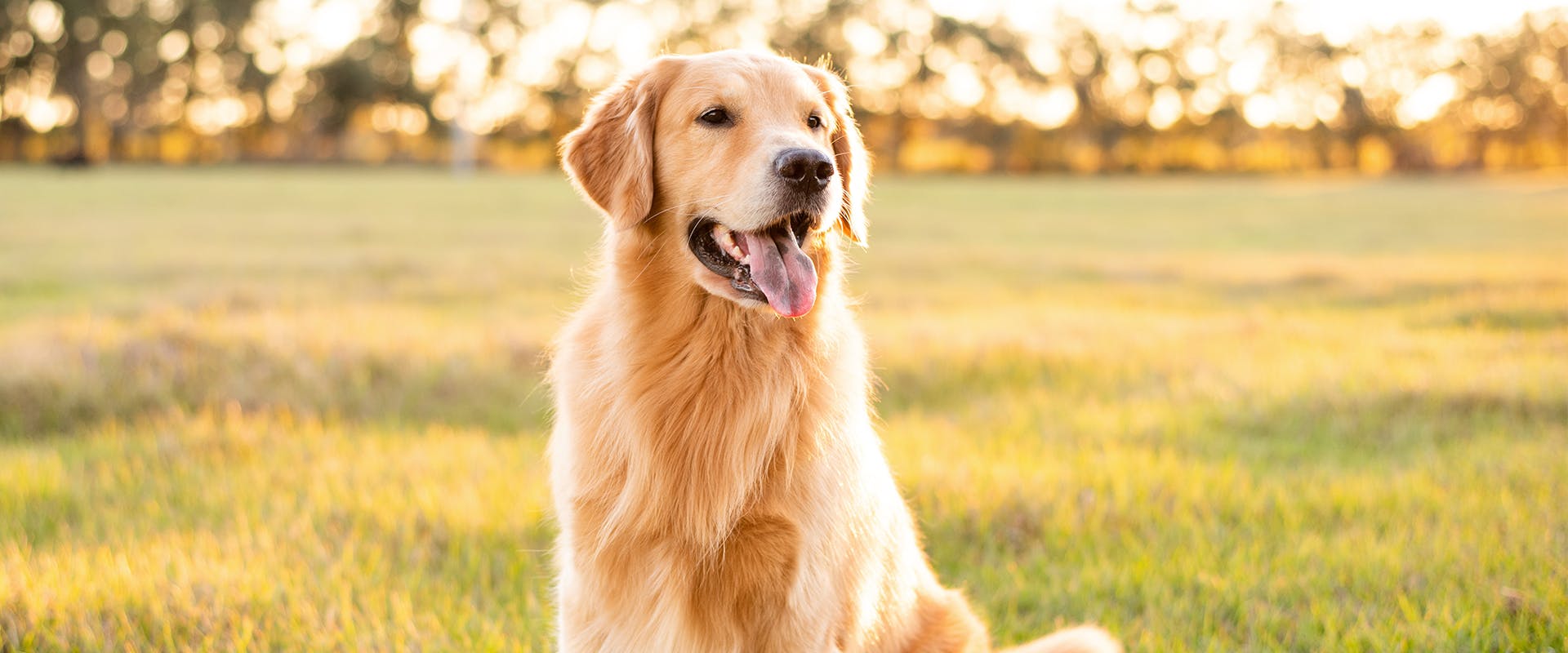 A Golden Retriever standing in the middle of a grassy park