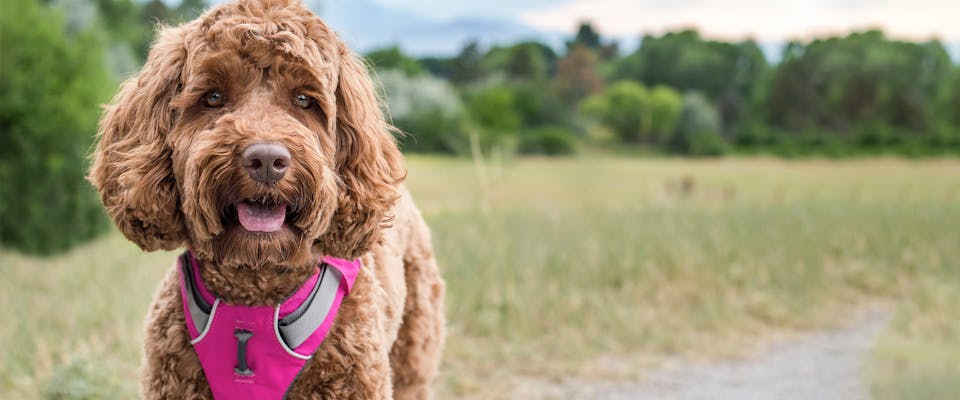 A small curly-haired brown dog standing in a field, wearing a bright pink small dog harness
