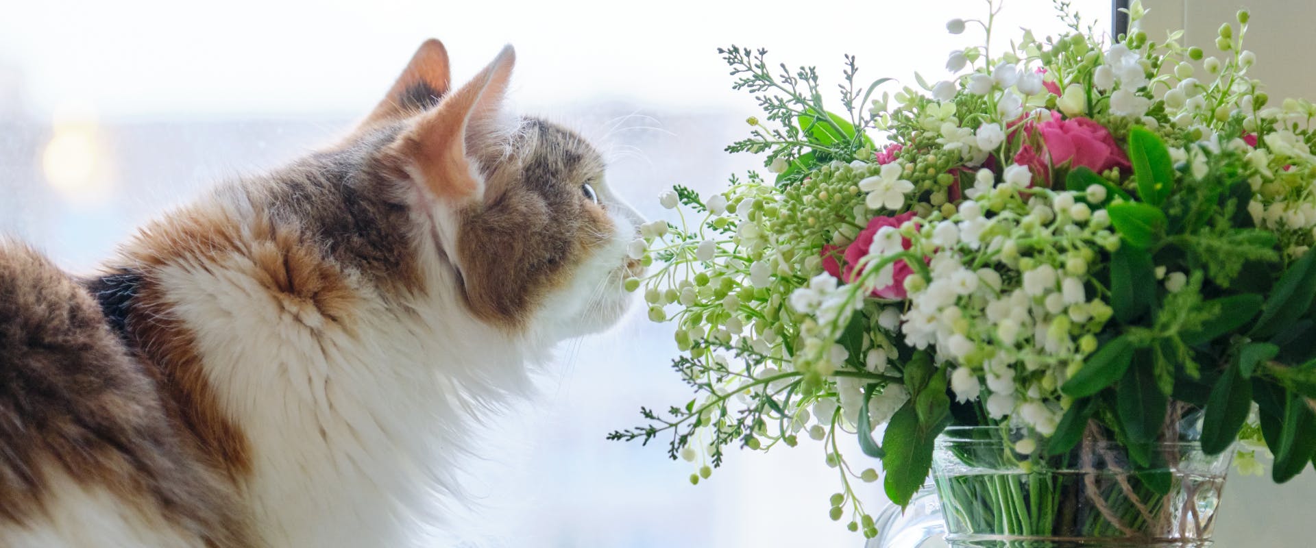 A cat sniffs a pet-friendly bouquet. 