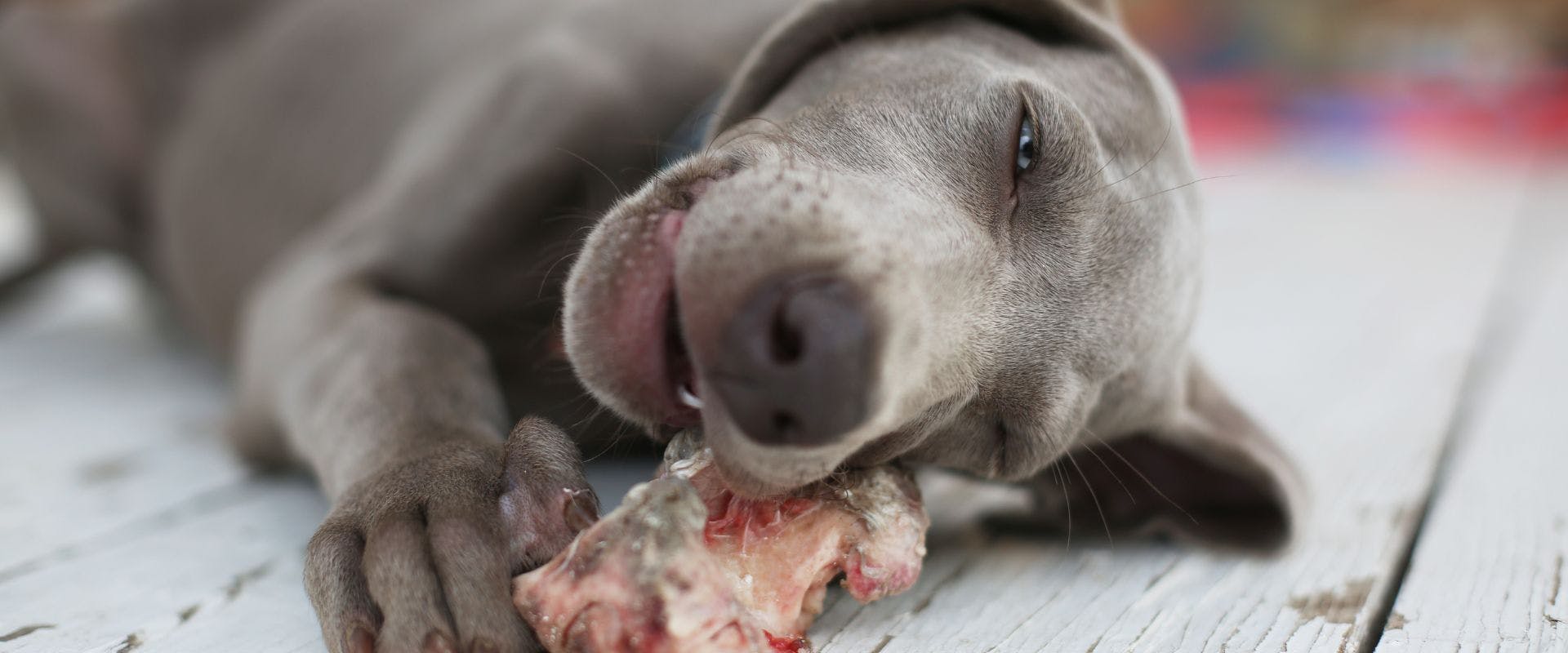 Grey puppy eating a bone
