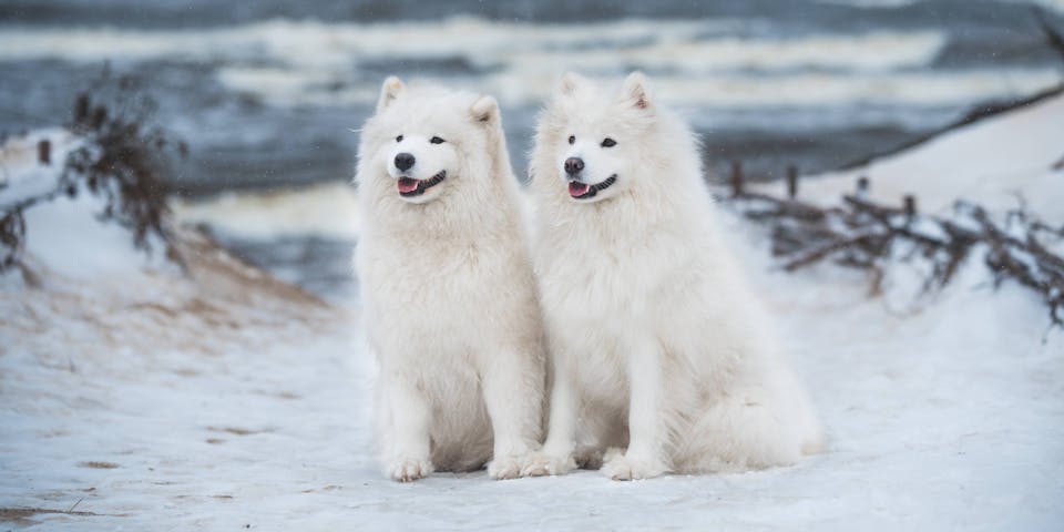 Two white dogs in the snow.