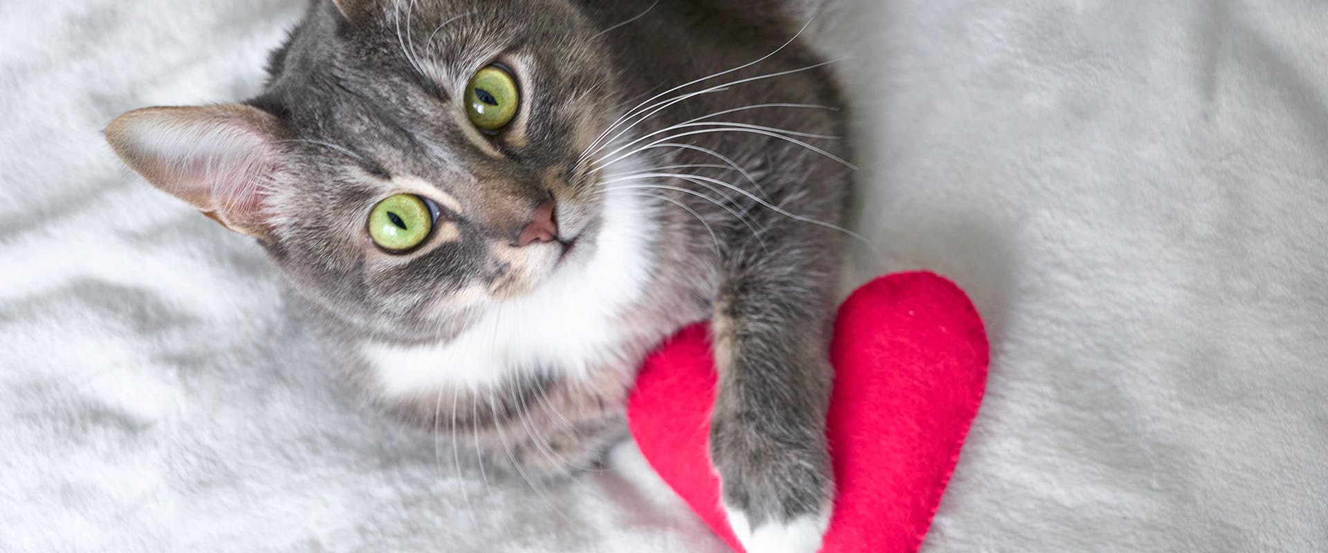A cat sitting on a blanket, its paw resting on a red heart cushion
