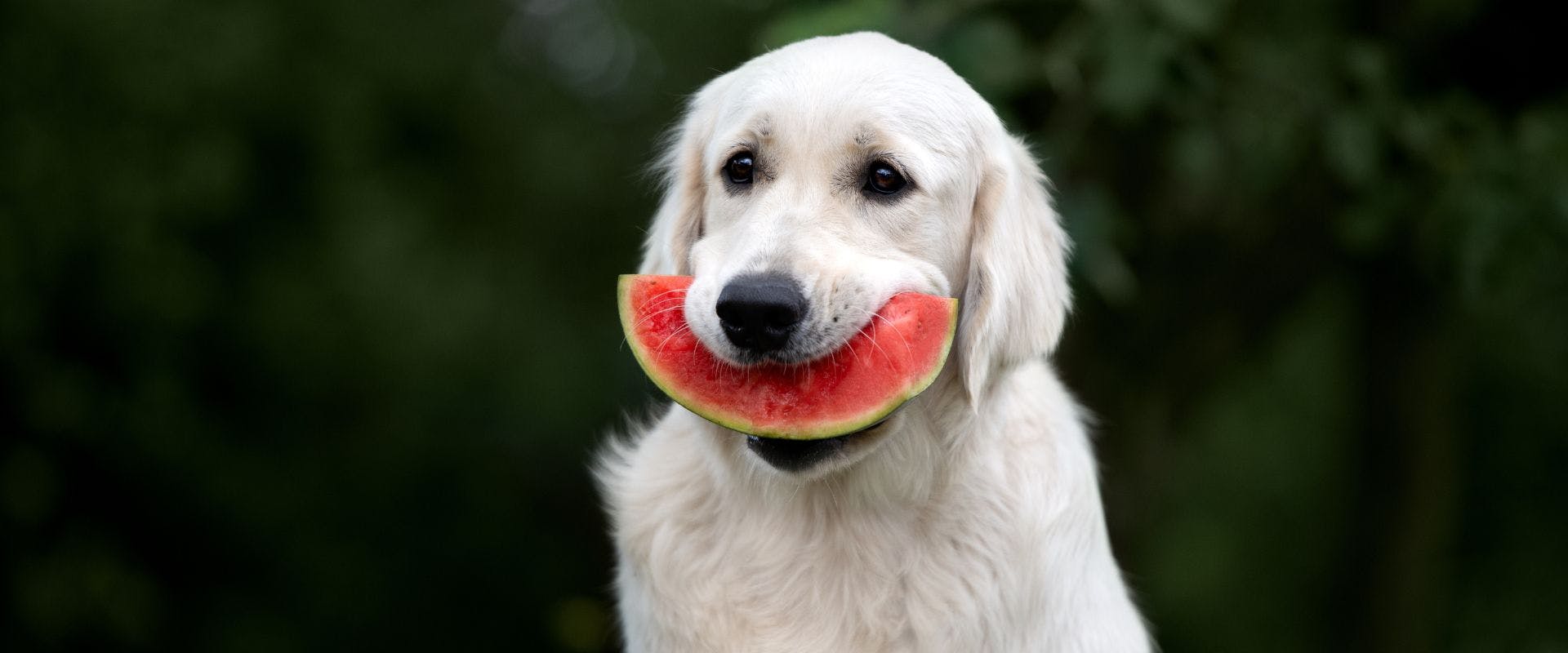 Golden Retriever dog eating watermelon