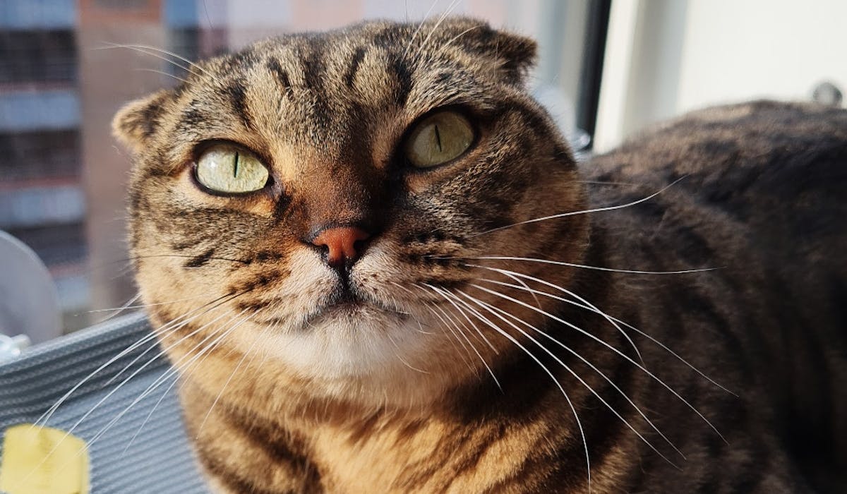A tabby Scottish Fold looking up at the camera