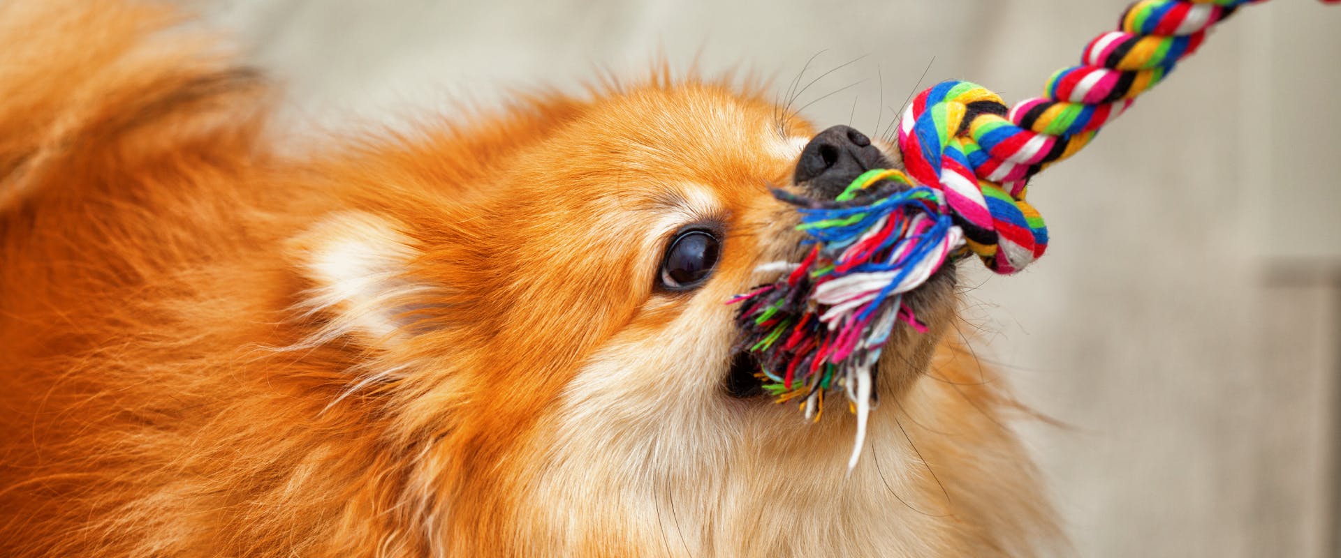 A dog plays tug of war with a colorful rope dog toy. 