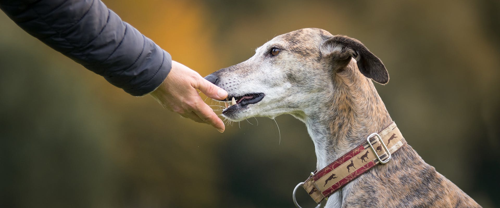 A greyhound wearing a martingale dog collar