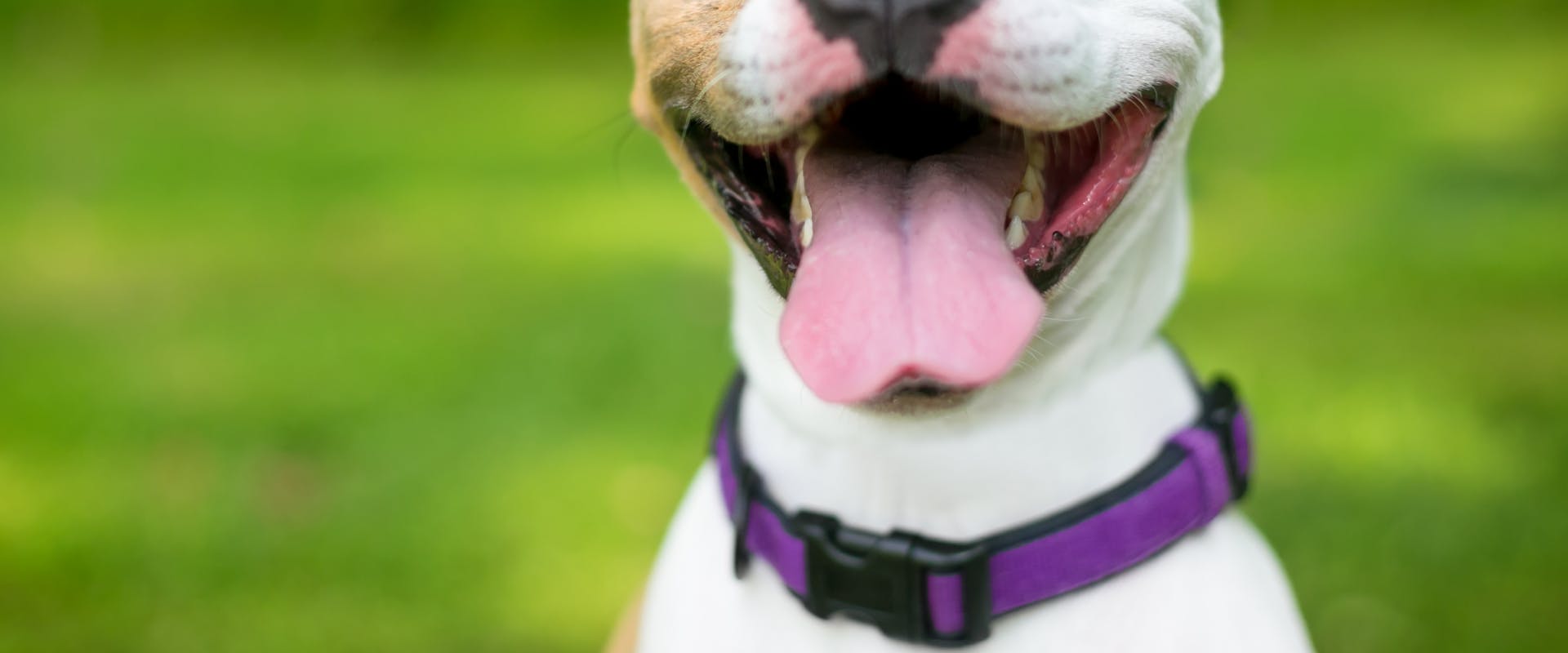 bull terrier wearing a purple dog collar