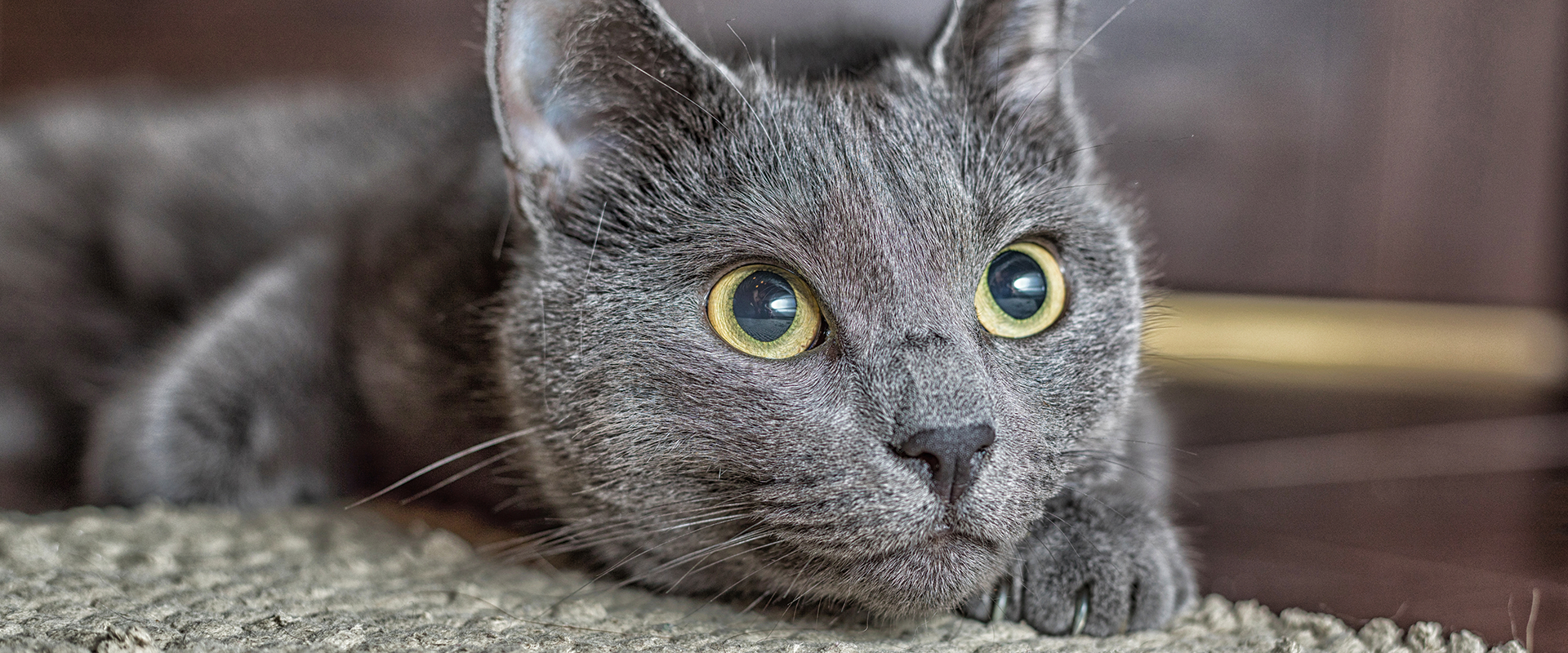 Russian Blue Breed Guide | TrustedHousesitters.com