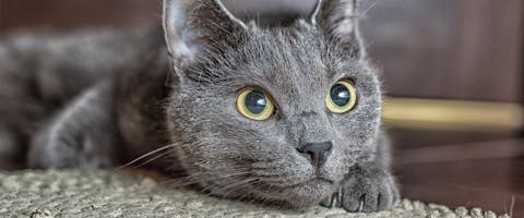 A Russian Blue cat perched down low to the ground