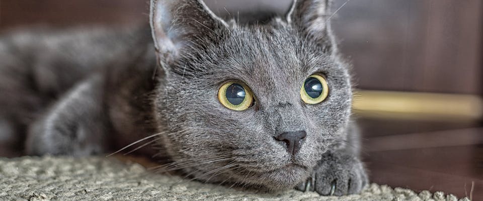 Russian Blue Breed Guide | Trustedhousesitters.Com