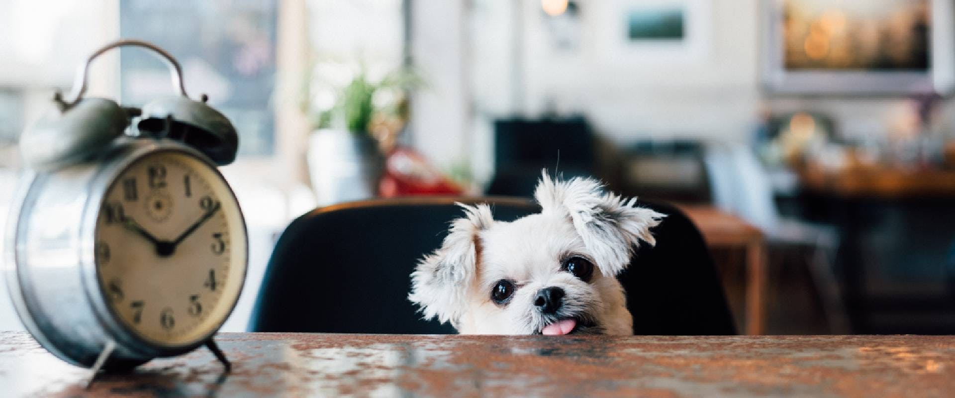 Small white dog sitting at a table in a coffee shop