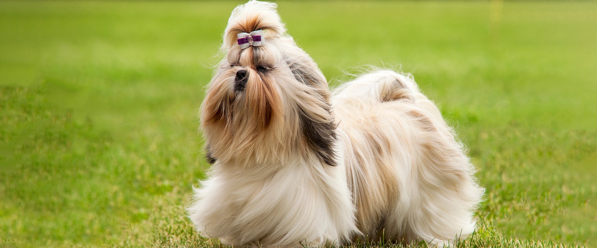 A long-haired Shih Tzu running in a park