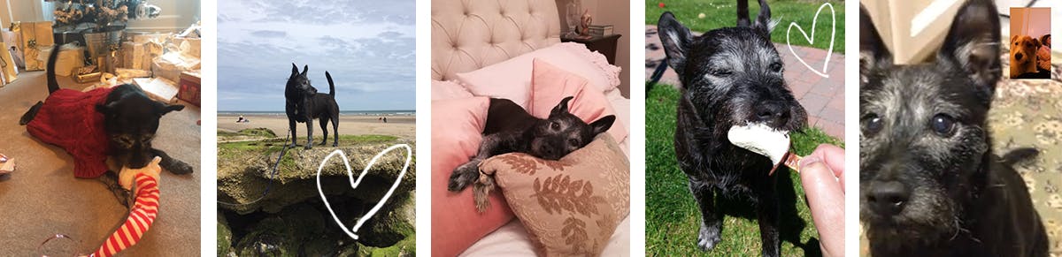 Macy the dog making the most of life.