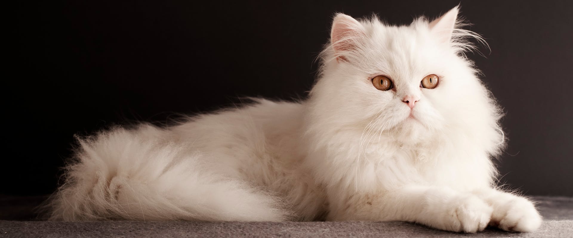 white long haired cat with amber eyes