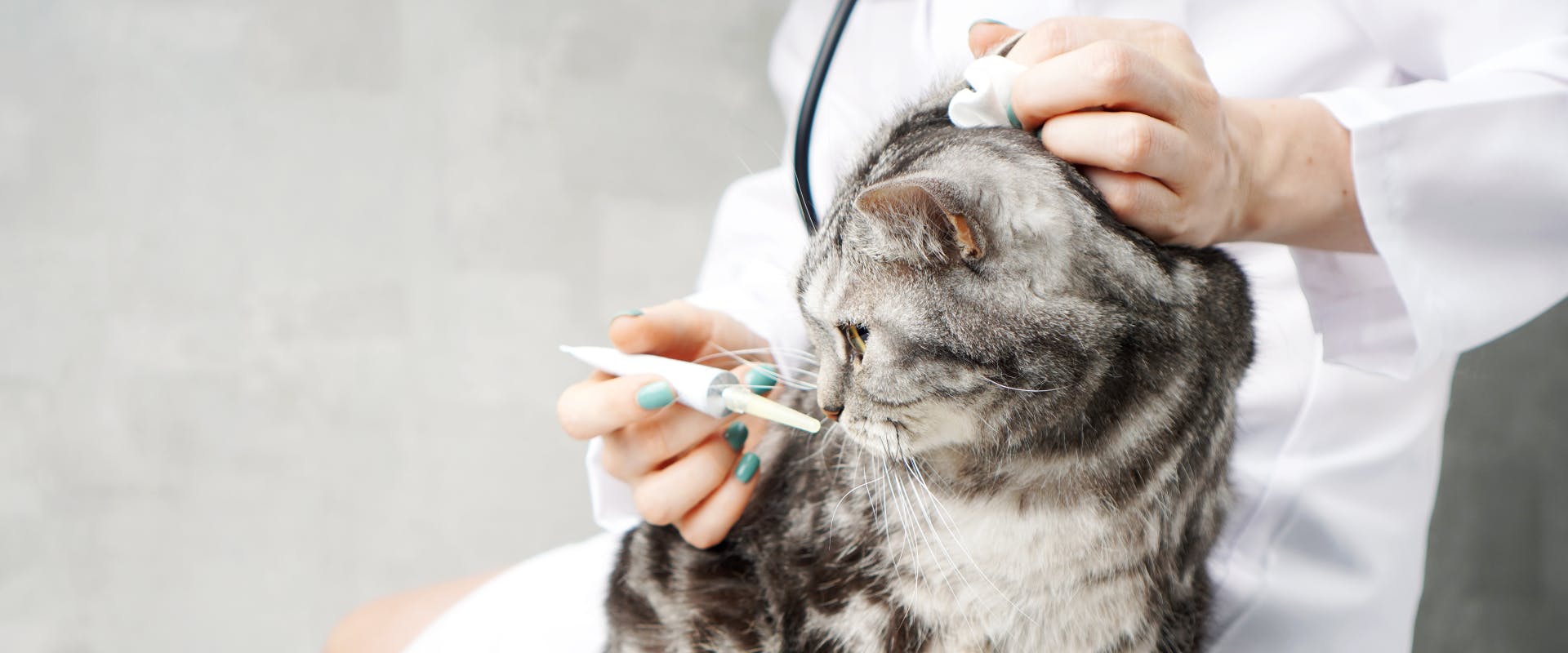 gray tabby cat sat on a vet's lap sniffing an ear syringe 