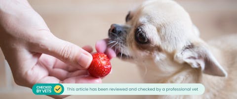 A small Chihuahua licking a strawberry from a person's hand