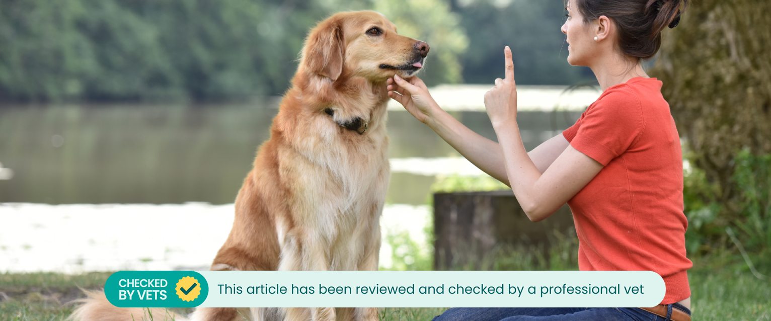 golden retriever being trained with dog sign language