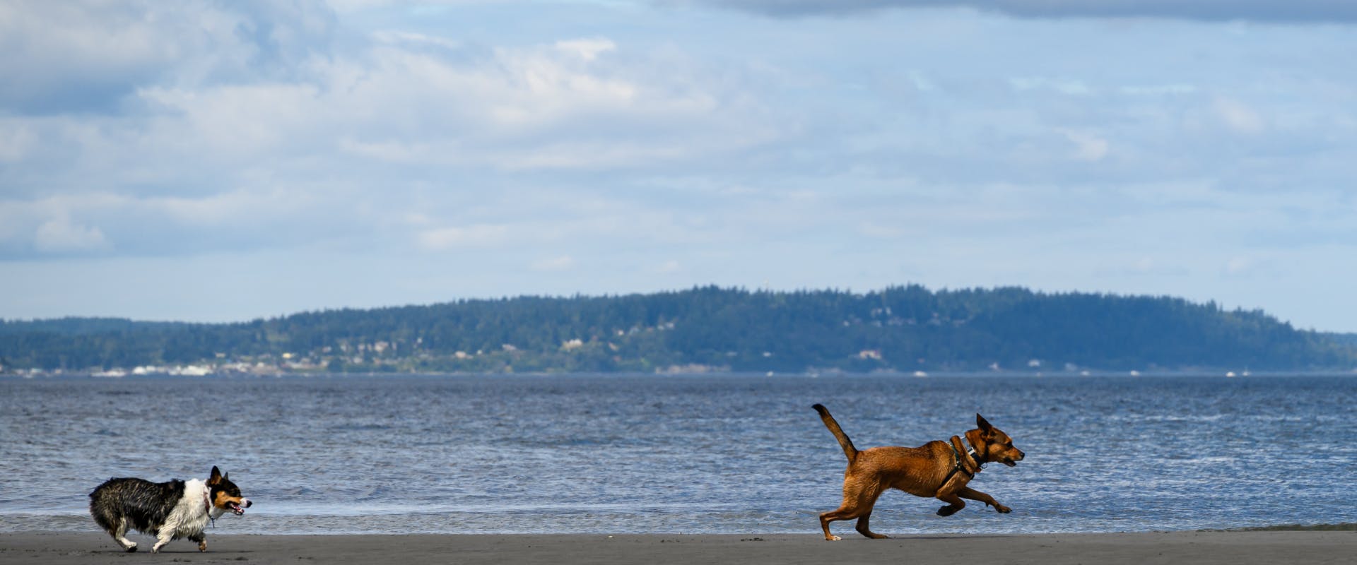 two dogs running along the Seattle shoreline