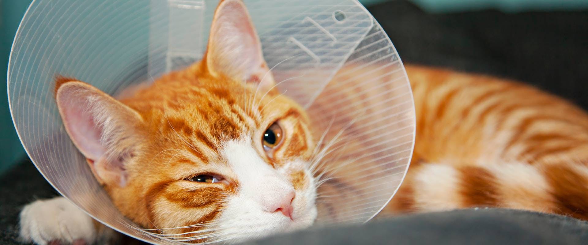 Cat in a cone of shame