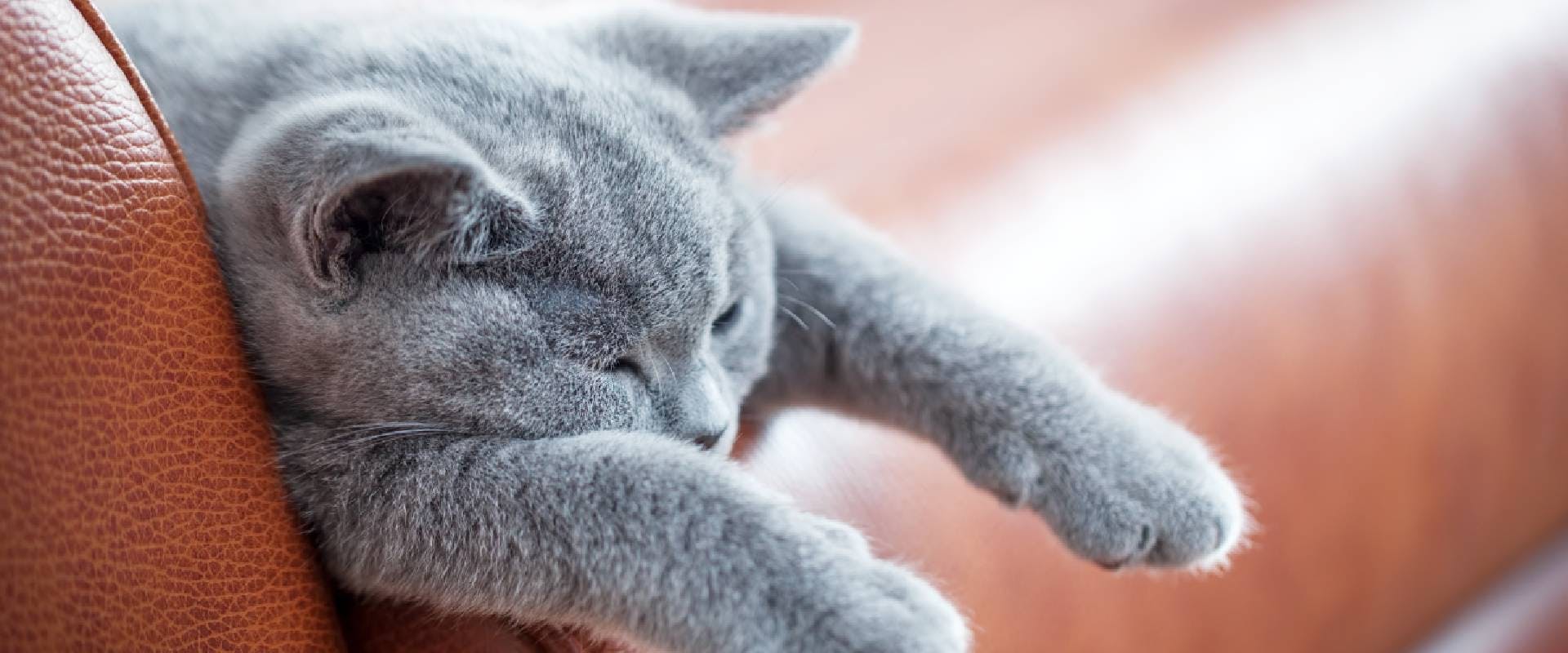 A lethargic cat with grey fur on a sofa