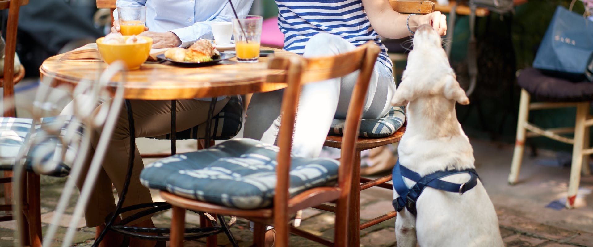 A dog nibbles something out of someone's hand on the patio of a restaurant.