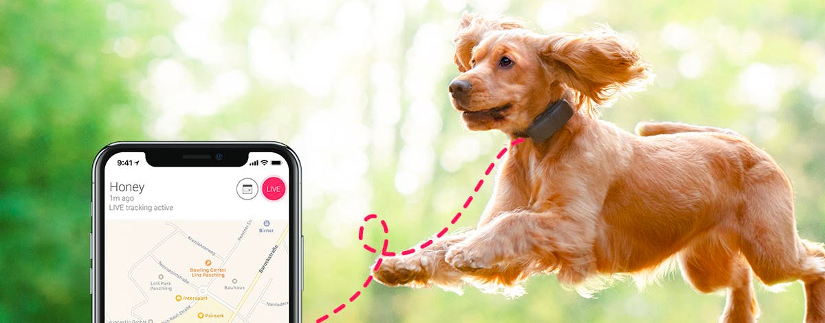 can you get a tracker for your dog