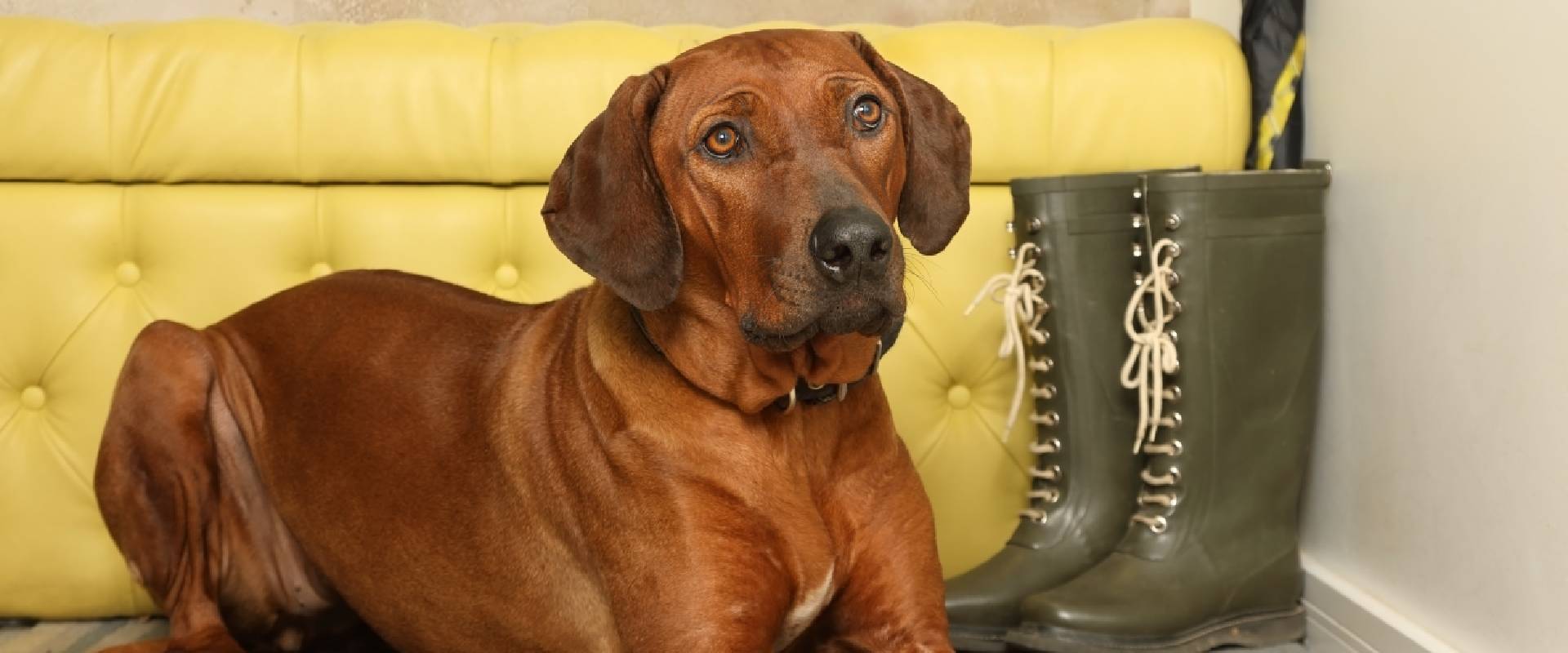 Rhodesian Ridgeback Puppies | TrustedHousesitters.com