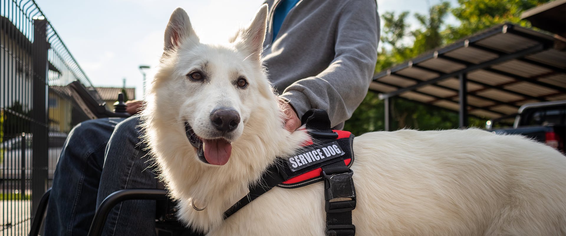 A fluffy white service dog standing next to a person in a wheelchair