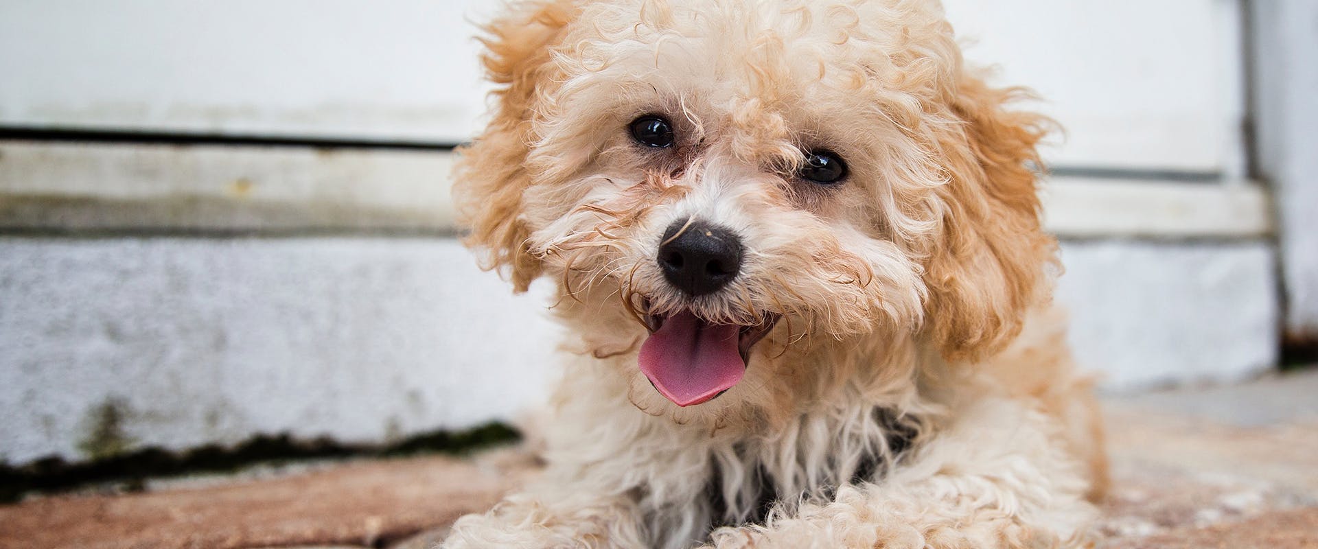 A cute, happy looking Poochon puppy sitting on the ground outside, looking directly at the camera
