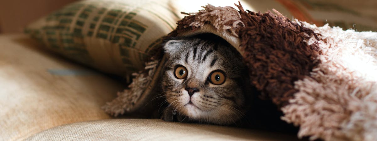 Kitten with its head popping out of a blanket
