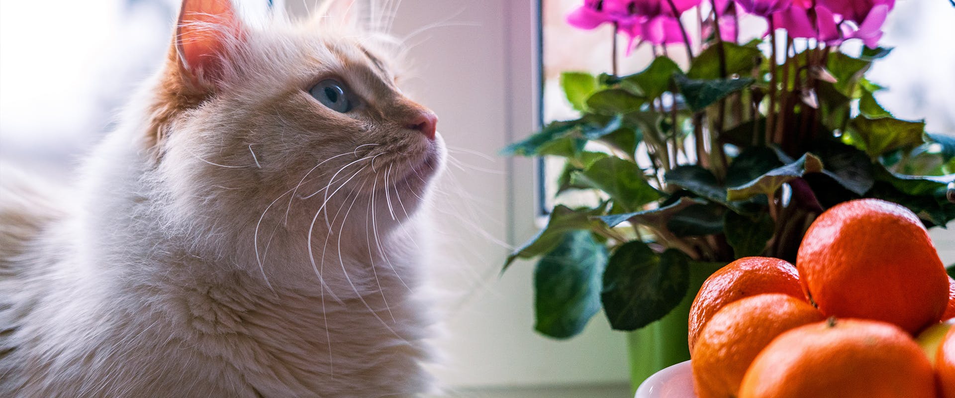A fluffy white cat sitting on a windowsill, to the right is a bright purple plant and a bowl of oranges